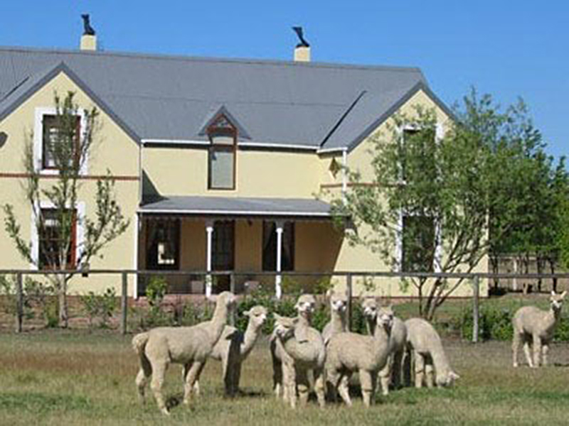 African Alpacas