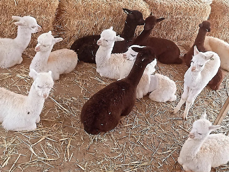 Alpaca Loom