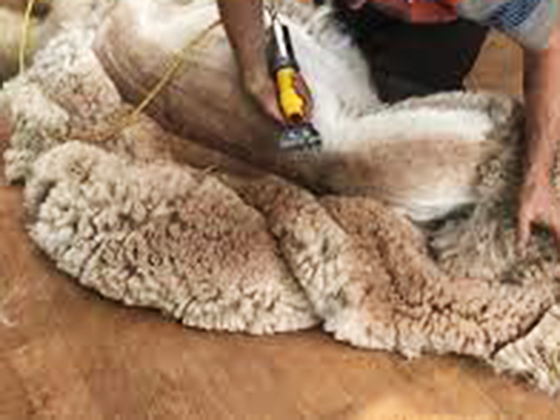 Alpaca Shear