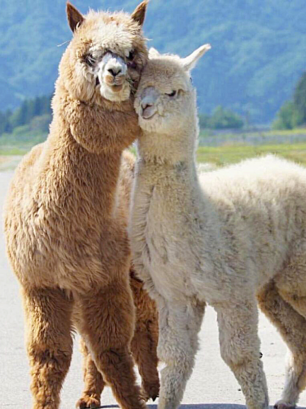 Alpaca Society Members