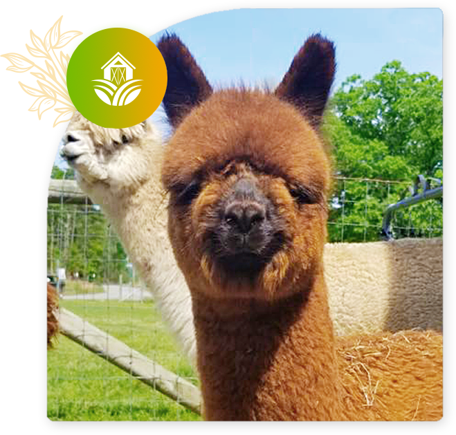 https://alpacas-staging.co.za/wp-content/uploads/2024/05/Contact-SAABS.png