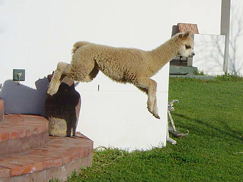 Helderstroom Alpacas