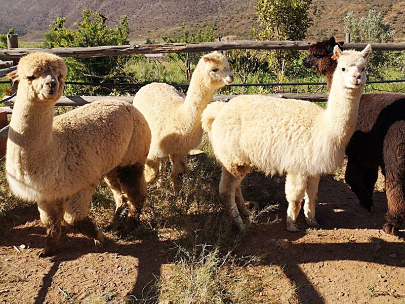 Mukuti Stud Alpacas