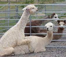 Alpaca Mating