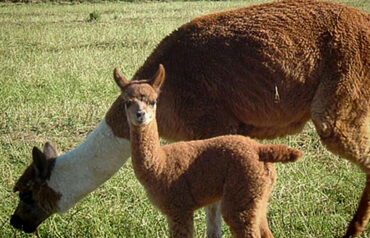 Alpaca Mom & Cria