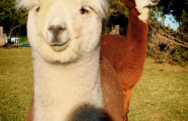 Alpaca Coming In For A Nose Kiss