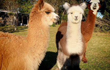 Alpaca Crias Are Naturally Inquisitive