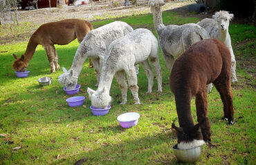 Alpaca Dinner Time