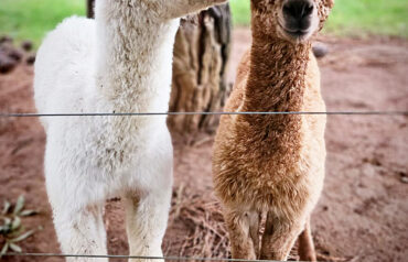Alpaca Cria Heart-Melting Cuteness