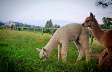 Pasture Grazing Stays The Best for Alpacas