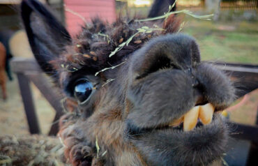 Alpacas Have So Much Attitude