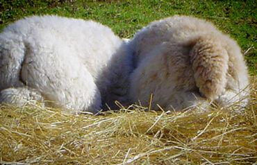 Alpacas Soaking Up Some Vitamin D