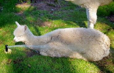 Alpacas Love Water