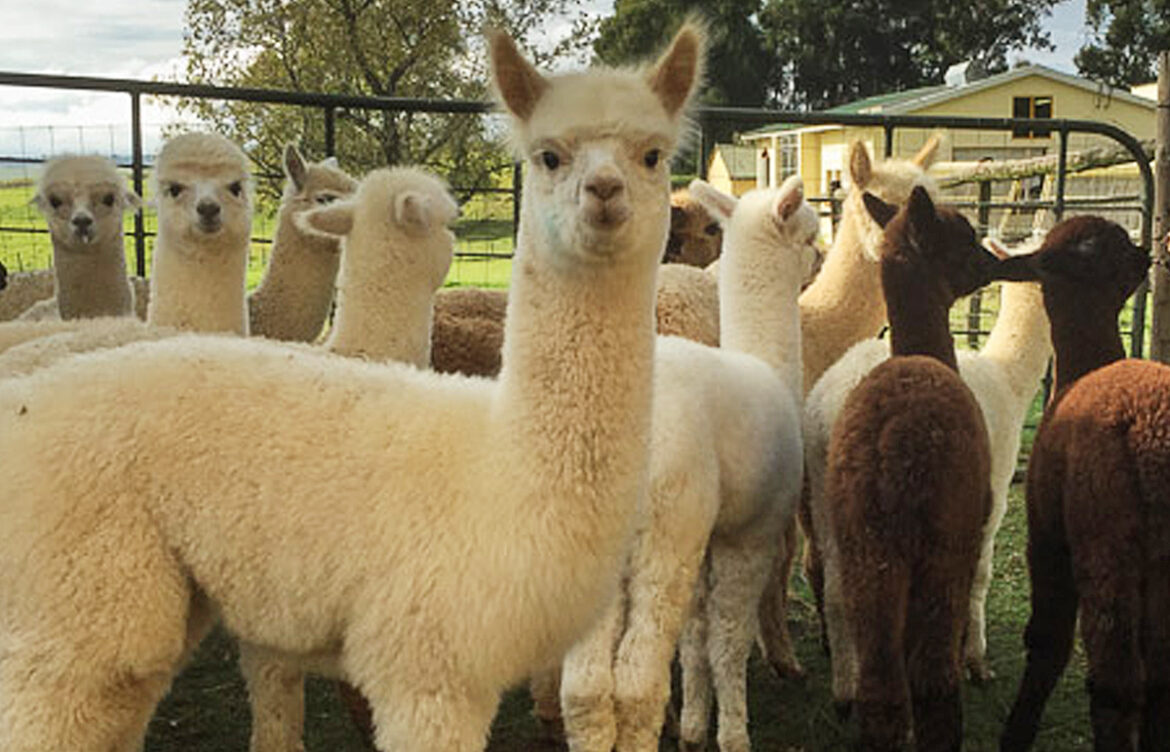 Alpaca Farm
