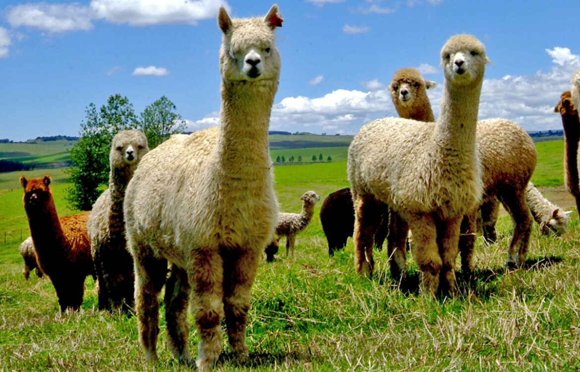 Alpaca Herd