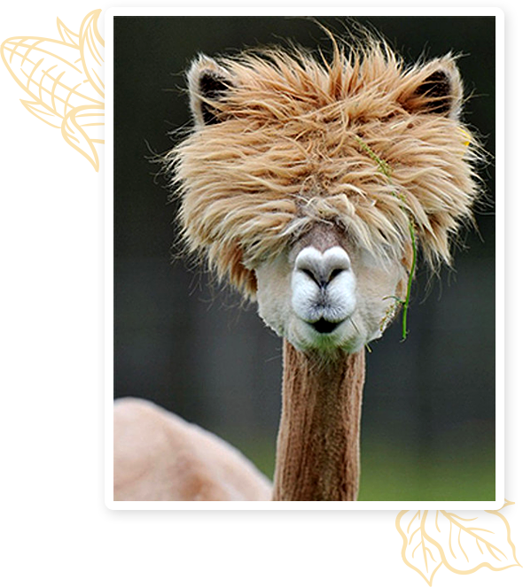https://alpacas-staging.co.za/wp-content/uploads/2024/10/Alpaca.png