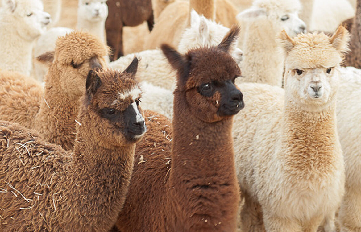 Alpacas