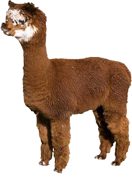 https://alpacas-staging.co.za/wp-content/uploads/2024/10/Brown-Alpaca.png
